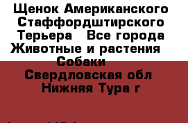 Щенок Американского Стаффордштирского Терьера - Все города Животные и растения » Собаки   . Свердловская обл.,Нижняя Тура г.